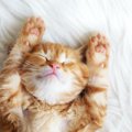 『眠りながら喉を鳴らしている猫』の心理５つ！猫にとって理想的な快眠環…