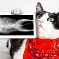 猫のレントゲン検査の費用や方法、体への影響