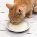 猫に『飲ませていい物・ダメな物』5つ！与える時の注意点とは？