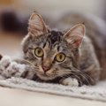 猫の黒目が持つ役割と感情との関係