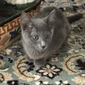 親友を亡くした愛猫のために『オトモダチ計画』！砂漠のセンターにお…