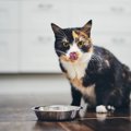 猫が常にご飯を欲しがるのはなぜ？４つの原因と対処法