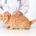 猫の回虫予防の薬「レボリューション」効果や使い方、他の駆虫薬との…
