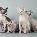 猫の『被毛』は4種類ある！その歴史とケア方法を解説