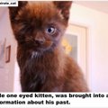 片目の子猫はその外見から誰も興味を持たなかった、ある人以外は...