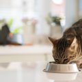 猫に食べさせちゃダメ！命に関わる危険な食べ物10選