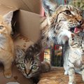動物園に遺棄された子猫…意外な“育ての親”に驚き！