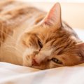 猫の寝起きが悪いときに注意すべき点３つ