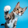 猫がする『優しい猫パンチ』の意味3選　知っておきたい気持ちと応え方