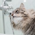 猫はなぜ「蛇口から流れる水」が好きなの？考えられる5つの理由