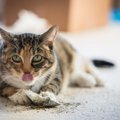 猫が『またたび』に反応する驚きの理由とは？