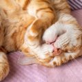 猫が『口を開けたまま』寝る理由3選！可愛い寝姿にも病気の可能性が…	