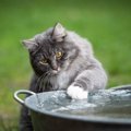 猫が飲み水で遊んでしまう心理５つ！水をおもちゃにしてしまう理由と…