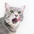 猫が舐めると死ぬ『危険なもの』5つ！怖い症状や対処法とは