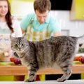 猫に与える『手作りご飯』のメリット・デメリット3つ　重要な注意点と最適…