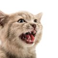 猫の『歯が抜ける』原因は？病気と受診が必要なケース・対策を解説