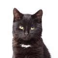 黒猫の『エンジェルマーク』って何？　幸せを呼ぶといわれる印に隠さ…