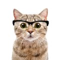 賢い猫の品種ランキング発表！知的な猫の特徴も