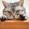 猫が『わざと物を落とす』4つのワケ　気持ちと理由を知るとできる対策方法…