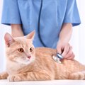 猫の健康を見分けるチェックリスト、病気を予防する方法まで