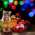 猫も飼い主も嬉しいプレゼント15選！選ぶ時のポイントとおすすめ商品