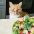 猫が食べられる冬が旬のお野菜４選！与えてはいけない食べ物まで