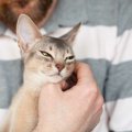 猫が『喜んでいる時』の仕草や表情5選♡どんなときにすることが多いの？