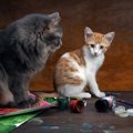 猫で有名な画家「ルイス・ウェイン」作品と心の病