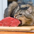 猫に生肉を食べさせるときの正しい与え方と注意点