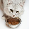 猫を長生きさせる『食生活』4選　意識したいポイントを解説