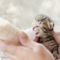 猫の赤ちゃんにミルクを飲ませる方法や量、飲まない時の対処法