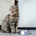 猫の『食事のときの行動』でわかる心理4選