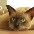 猫と人の脳はどう違う？大きさや記憶力などの違いは？