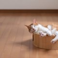 愛猫が一日中寝ている3つのワケ　平均睡眠時間は？具合が悪いの？
