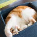 猫が箱や狭いところに入りたがるのはなぜ？５つの心理