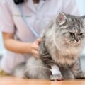 猫の不治の病『猫伝染性腹膜炎（FIP）』ってどんな病気？病態や症状・…
