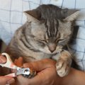 愛猫の「爪切り」がもっと楽に？　米国の研究者が「理想的な手順」を…