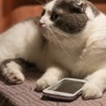 猫が喜ぶ人気のアプリおすすめ4選！