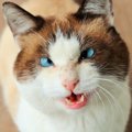 猫が『寄り目』になる原因3選！起きやすい猫種や治療法を解説