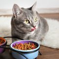 猫餌ニュートロの特徴やおすすめ商品