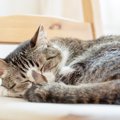猫が『体調が悪い時』にしている眠り方５選！気持ちよく眠ってもらう…