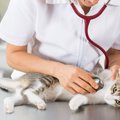 猫伝染性腹膜炎は本当に感染力が強い？命を奪うウイルスのお話