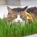 ニャンズ大歓喜！ついに完成、お庭の猫草パラダイス♡
