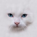 白猫の性格は神経質で甘えん坊！毛色との関係やオスとメスの違い