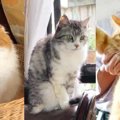 東日本大震災がもたらした愛猫の変化……飼い主の被災体験から考える猫…