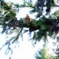 木の上で助けを求める猫…救助隊員が目にした驚きの光景とは？