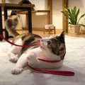 保護猫トリオが大喜び♪　新しいカーペットの上で運動会スタート！