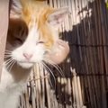 顔に大きなコブのある猫……困難を極めた保護活動の行方は？