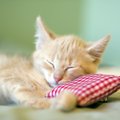 猫の睡眠時間は半日以上！よく寝る理由と注意点