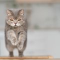 よくある猫の「騒音トラブル」とは？気をつけるべき3つのシーンと、そ…